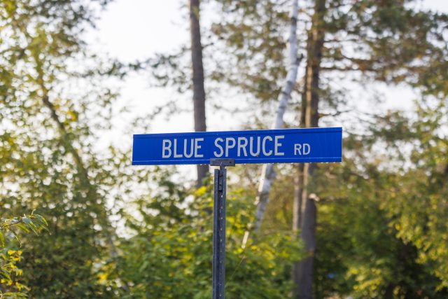 BlueSpruce023