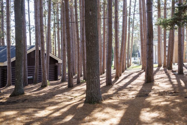 BlueSpruce139
