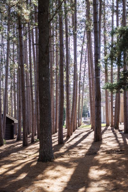 BlueSpruce140 Large