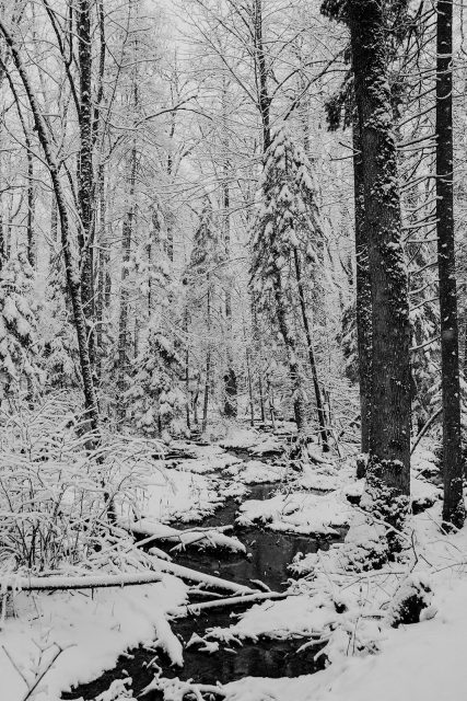 Blue Spruce - Wellness Retreat